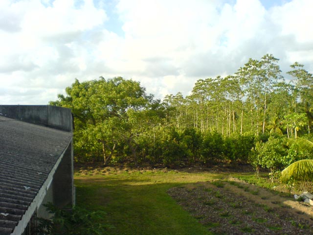 Ambalongoda Cultivated Land for sale/rent