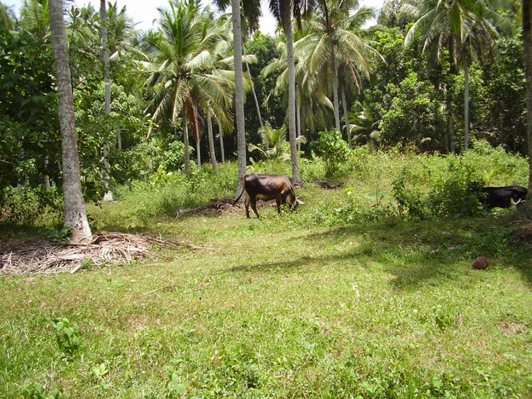 Divulapitiya Bare Land for sale/rent