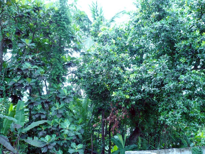 Nugegoda Bare Land for sale