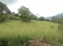 Kandy Bare Land for sale/rent