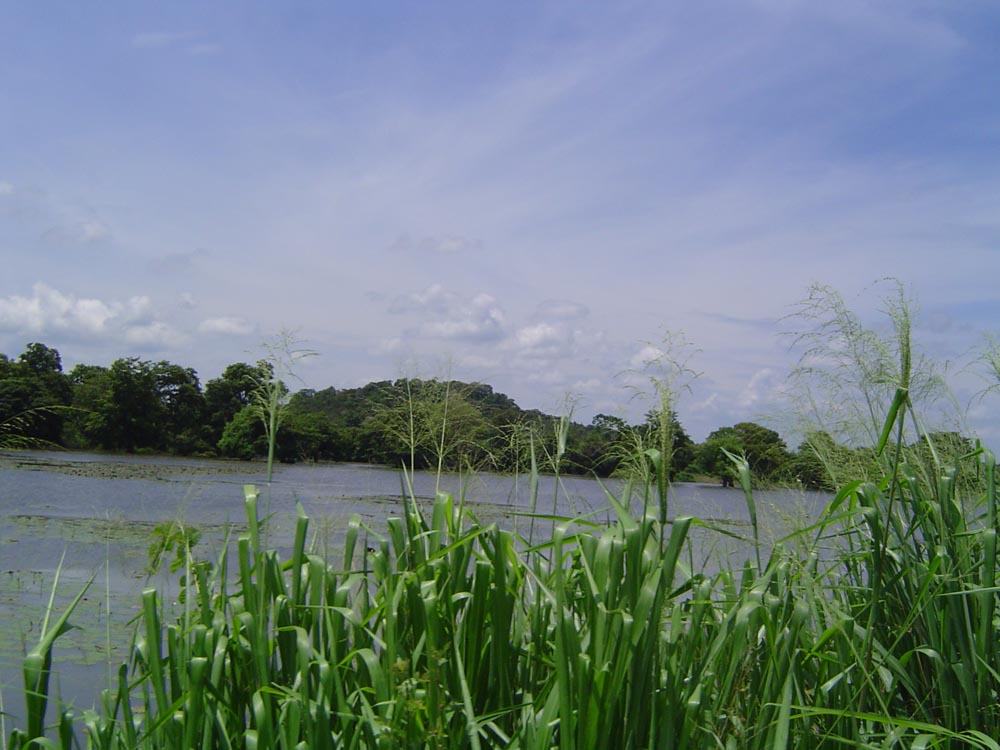 Dambulla Bare Land for sale/rent