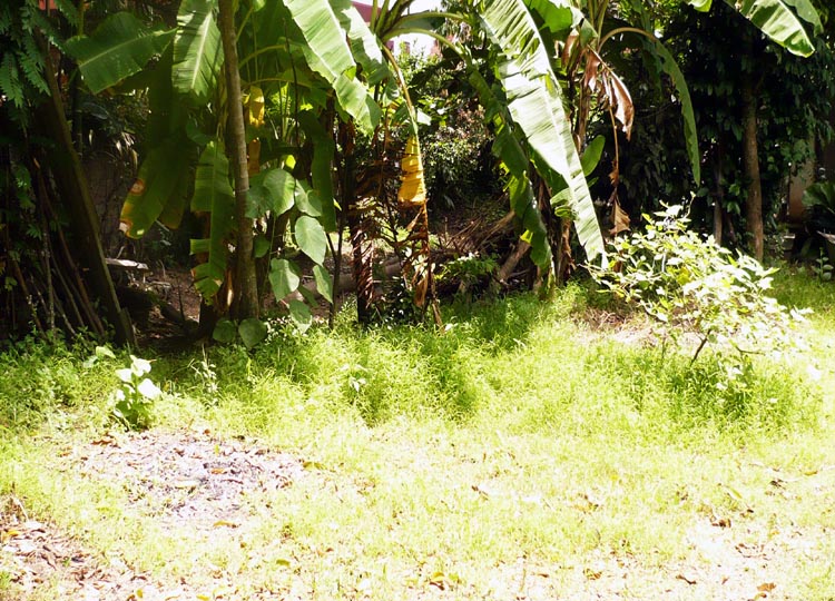 Dehiwala Bare Land for sale/rent