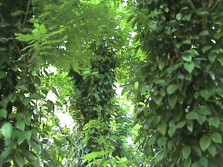 Matale Land for sale/rent