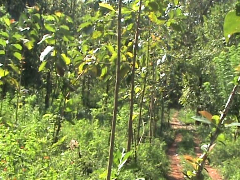 Matale Land for sale/rent