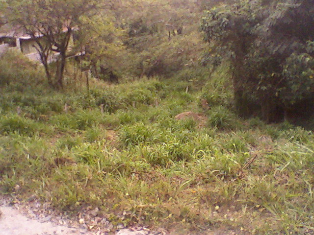 Kandy Bare Land for sale/rent