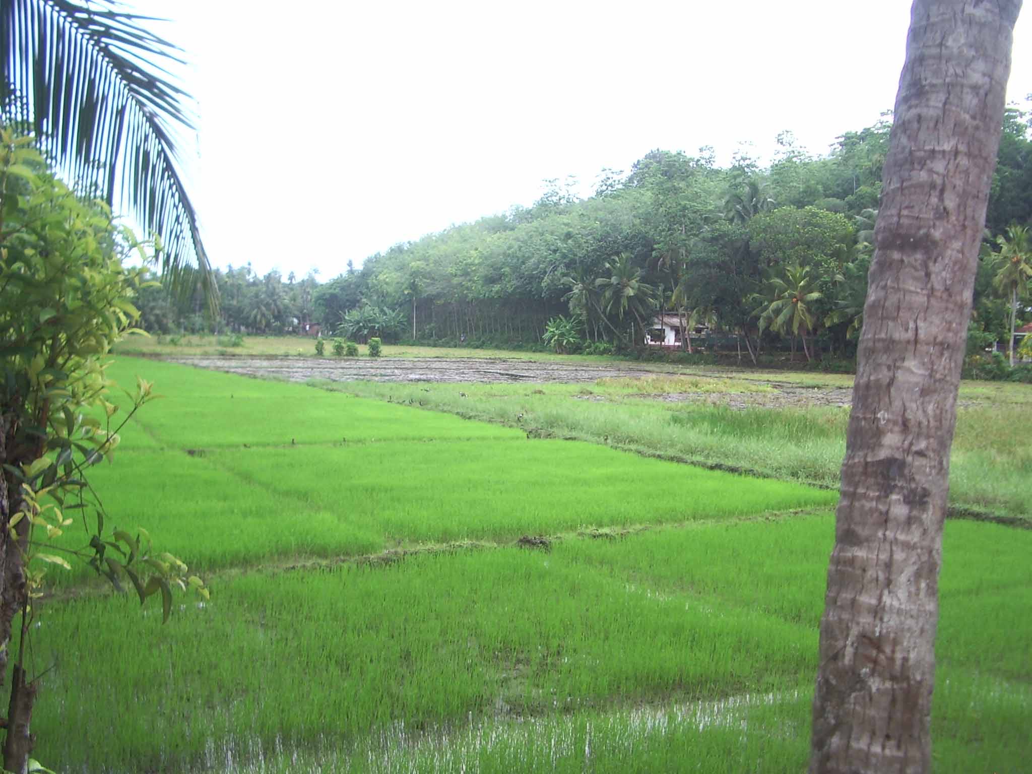 Hikkaduwa Land for sale/rent