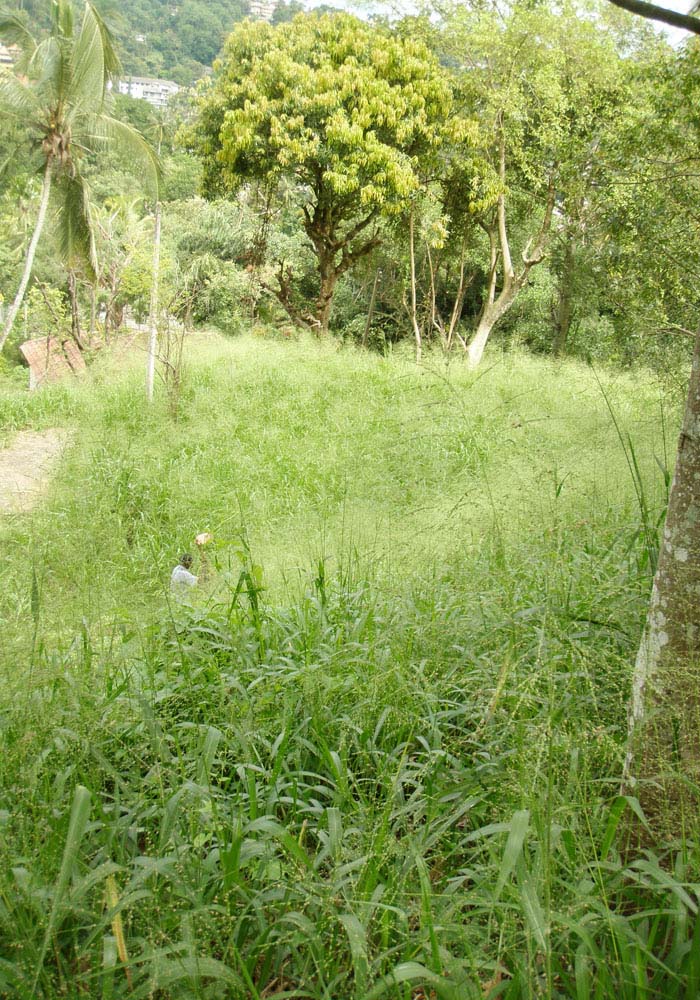 Kandy Bare Land for sale/rent