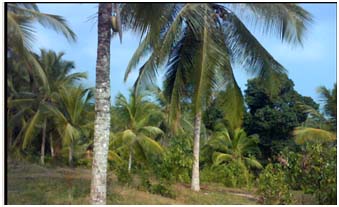 Hikkaduwa Land with house for sale/rent