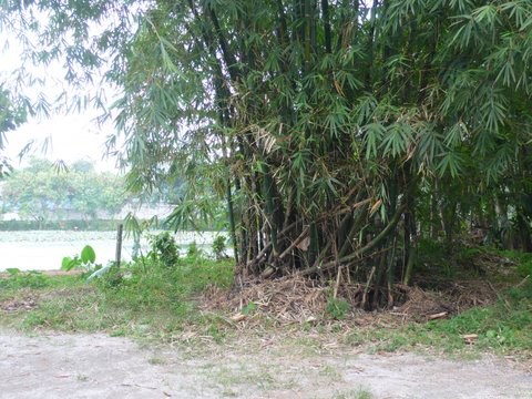 Maharagama Bare Land for sale/rent