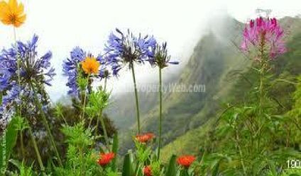 Kandy estate agents for 