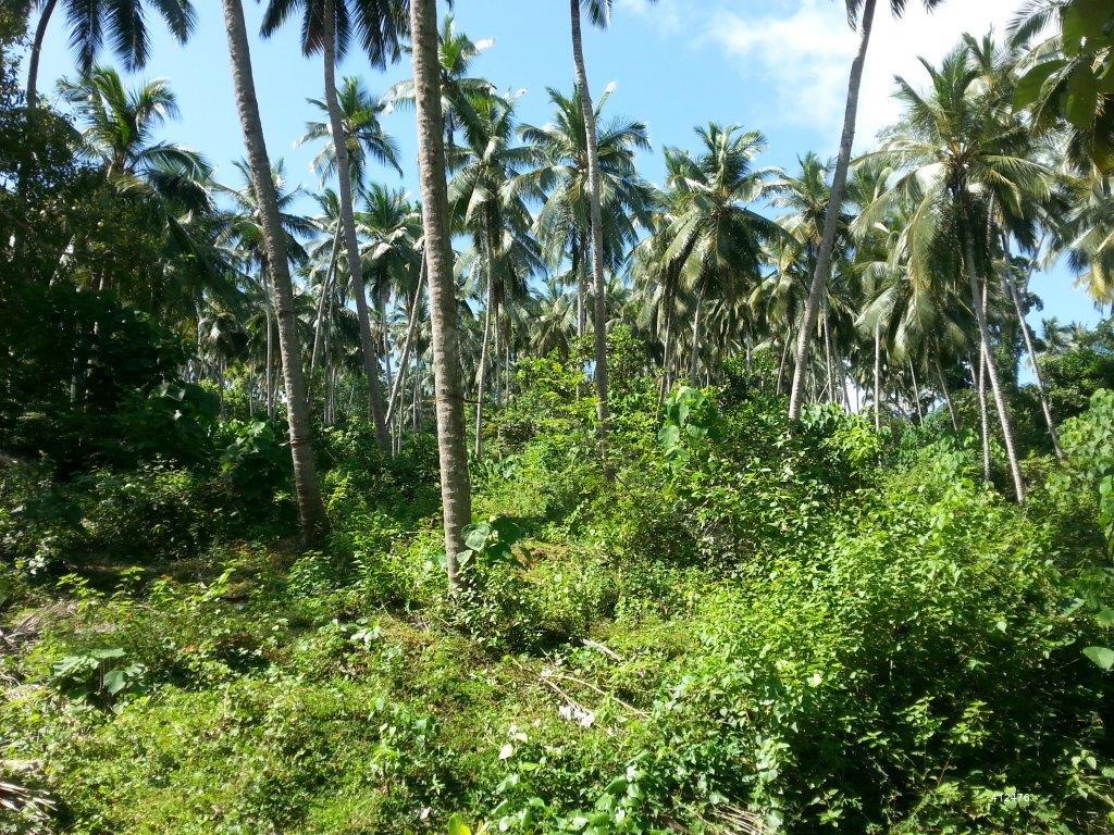 Coconut land for sale in Kurunegala (IN140) Kurunegala 30 acres