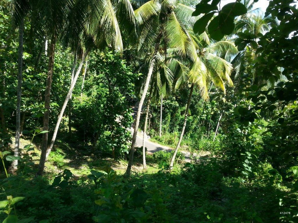 Coconut land for sale in Kurunegala (IN140) Kurunegala 30 acres