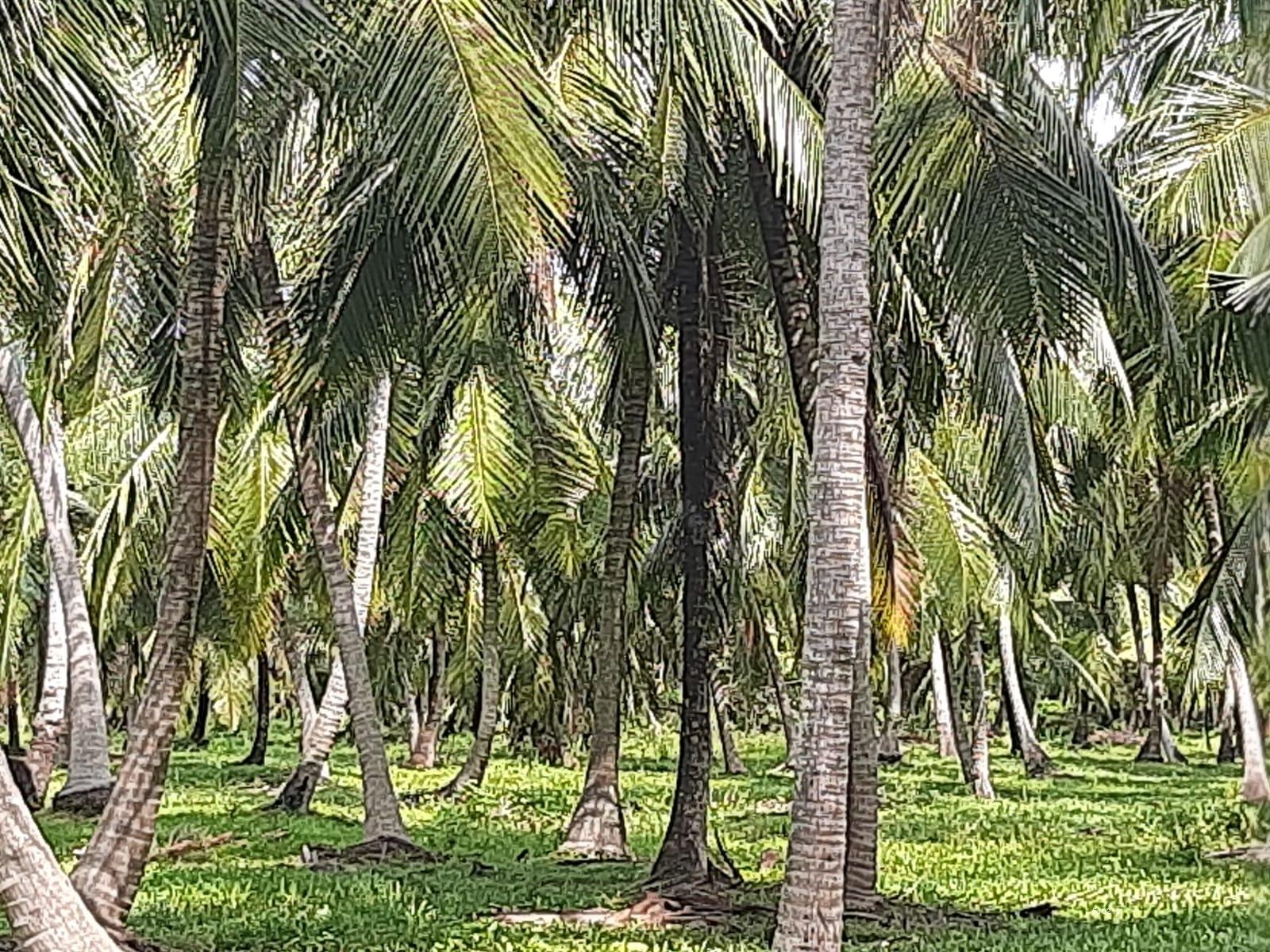Coconut land for Sale in Kurunegala Kurunegala 25 Acres Developped