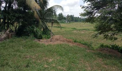 Bare Land