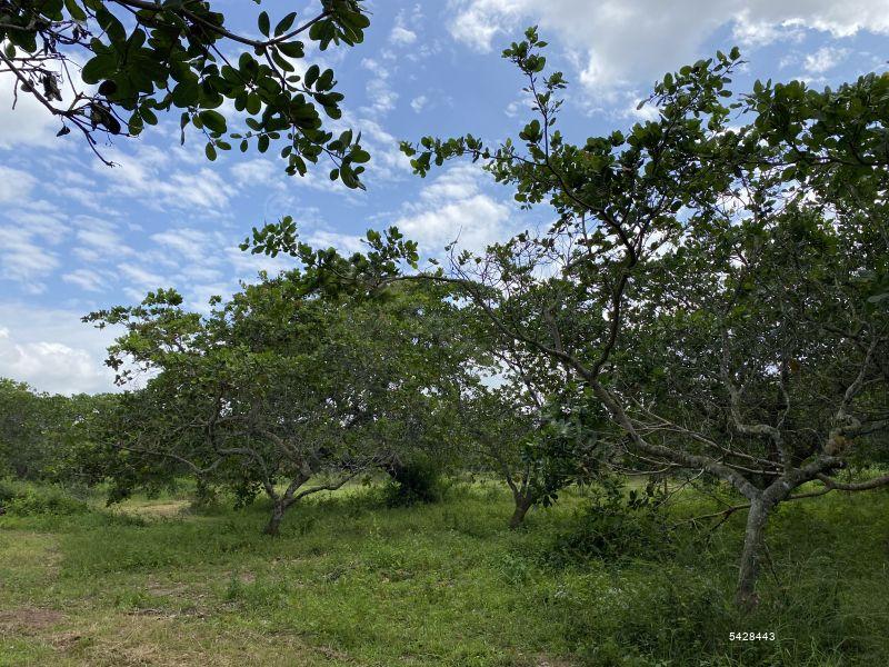 Coconut land for sale in Chilaw Anamaduwa 50 Acres for sale