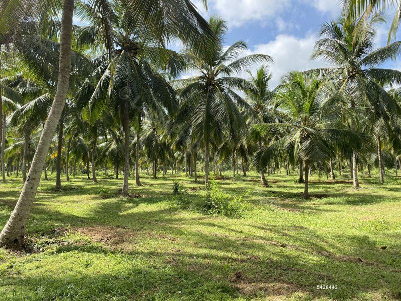 Coconut land for sale in Chilaw Anamaduwa 50 Acres for sale
