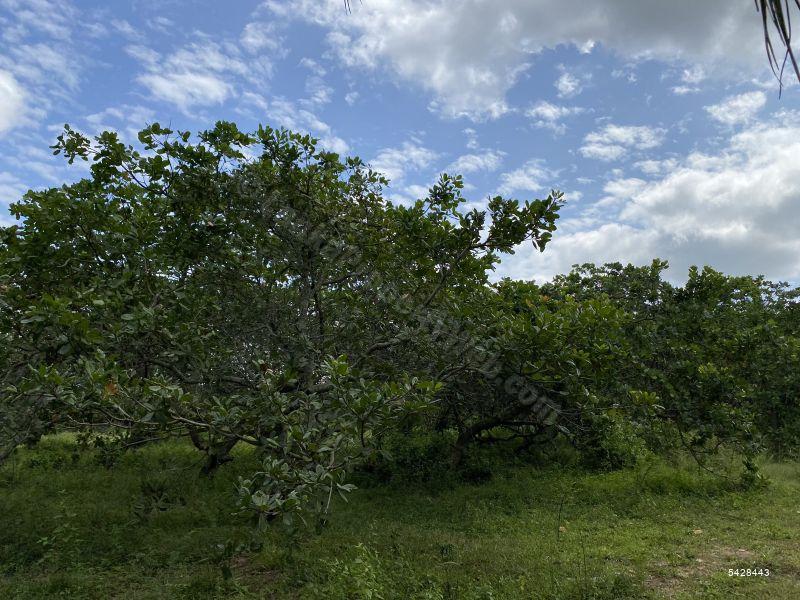 Coconut land for sale in Chilaw Anamaduwa 50 Acres for sale