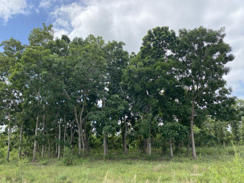 Coconut land for sale in Chilaw Anamaduwa 50 Acres for sale