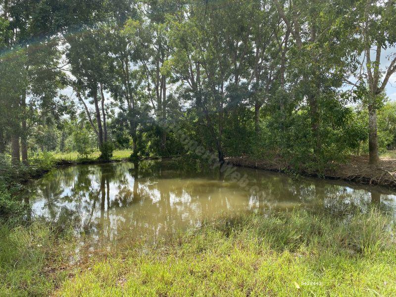 Coconut land for sale in Chilaw Anamaduwa 50 Acres for sale