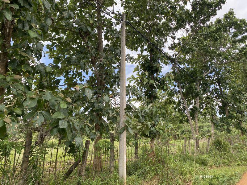 Coconut land for sale in Chilaw Anamaduwa 50 Acres for sale