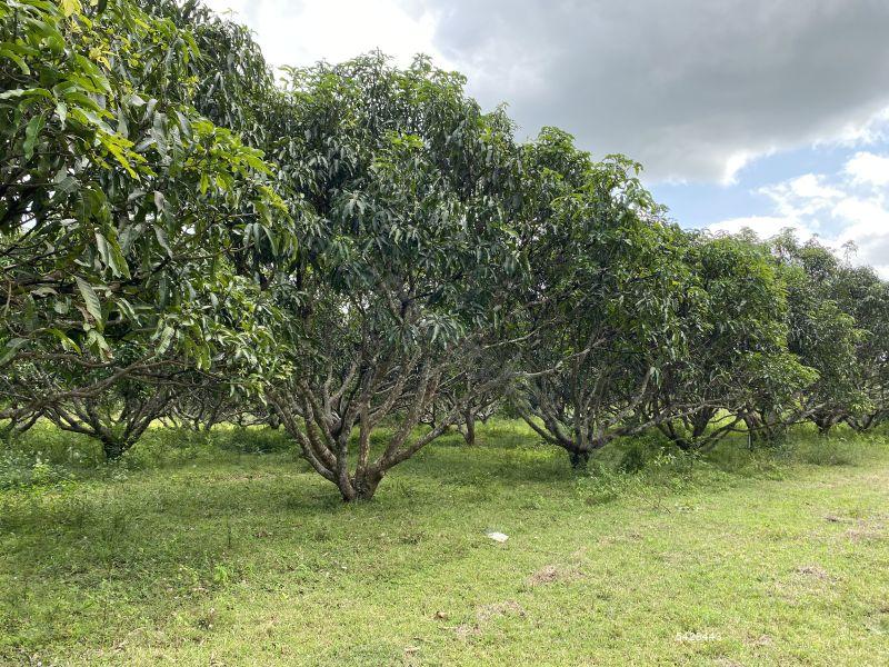 Coconut land for sale in Chilaw Anamaduwa 50 Acres for sale