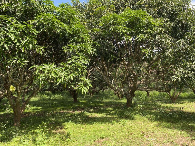 Coconut land for sale in Chilaw Anamaduwa 50 Acres for sale