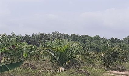 Coconut land