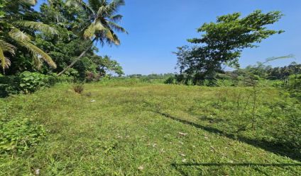Bare Land
