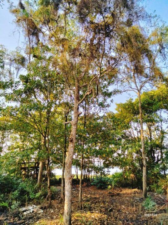 Bare Land for sale in Piliyandala