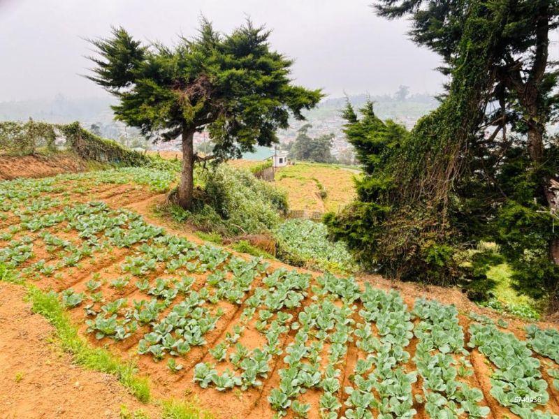 Nuwara Eliya Bare Land for sale/rent
