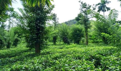 Tea land