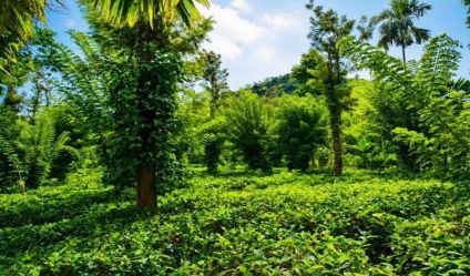 Tea land