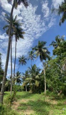 Bare Land for sale in Negombo