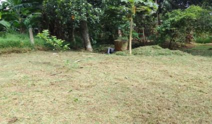 Bare Land