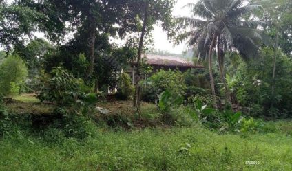 Cultivated Land