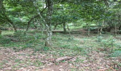 Bare Land