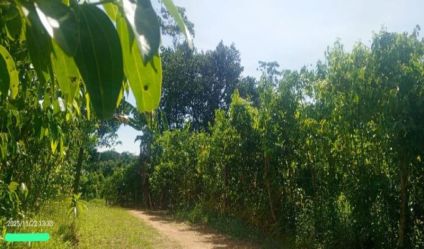 Cinnamon land