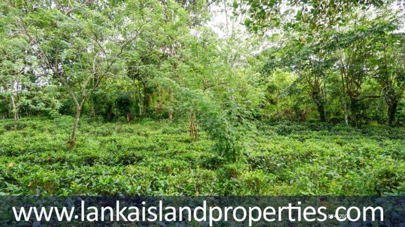 Cultivated Land for sale in Ahangama