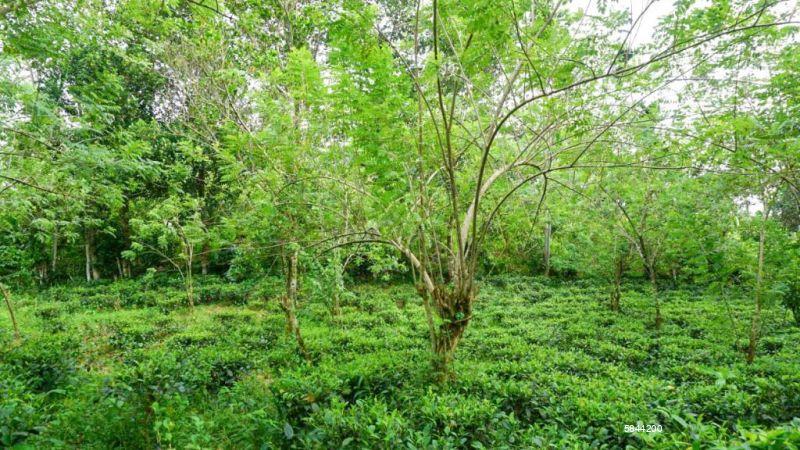 Cultivated Land for sale in Ahangama