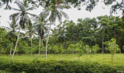 Bare Land