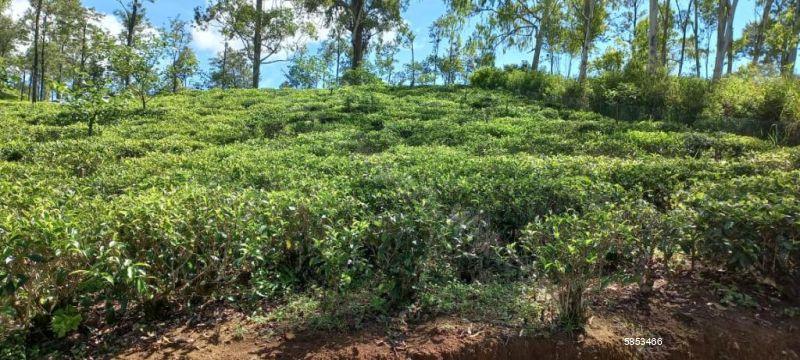 Bare Land for sale in Ella