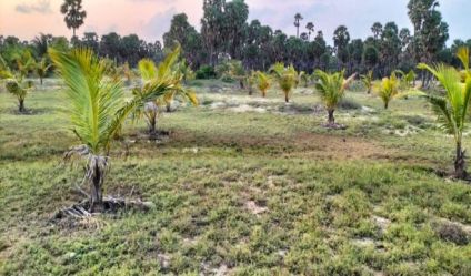 Coconut land