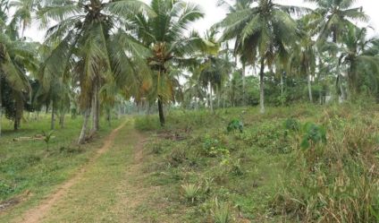 Bare Land