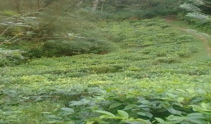 Tea land