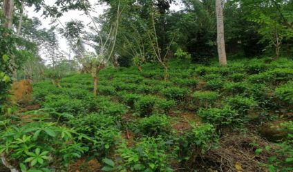 Tea land