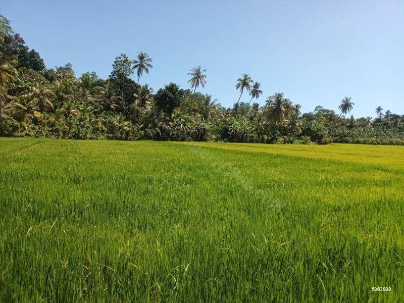 View of borders - Elevated Rice Paddy view land for sale in Mirissa - Bare Land for sale in Mirissa