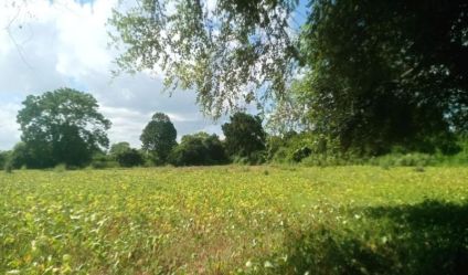 Bare Land