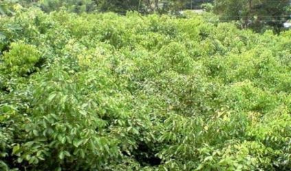 Cinnamon land