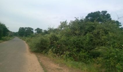 Bare Land