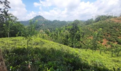 Tea land